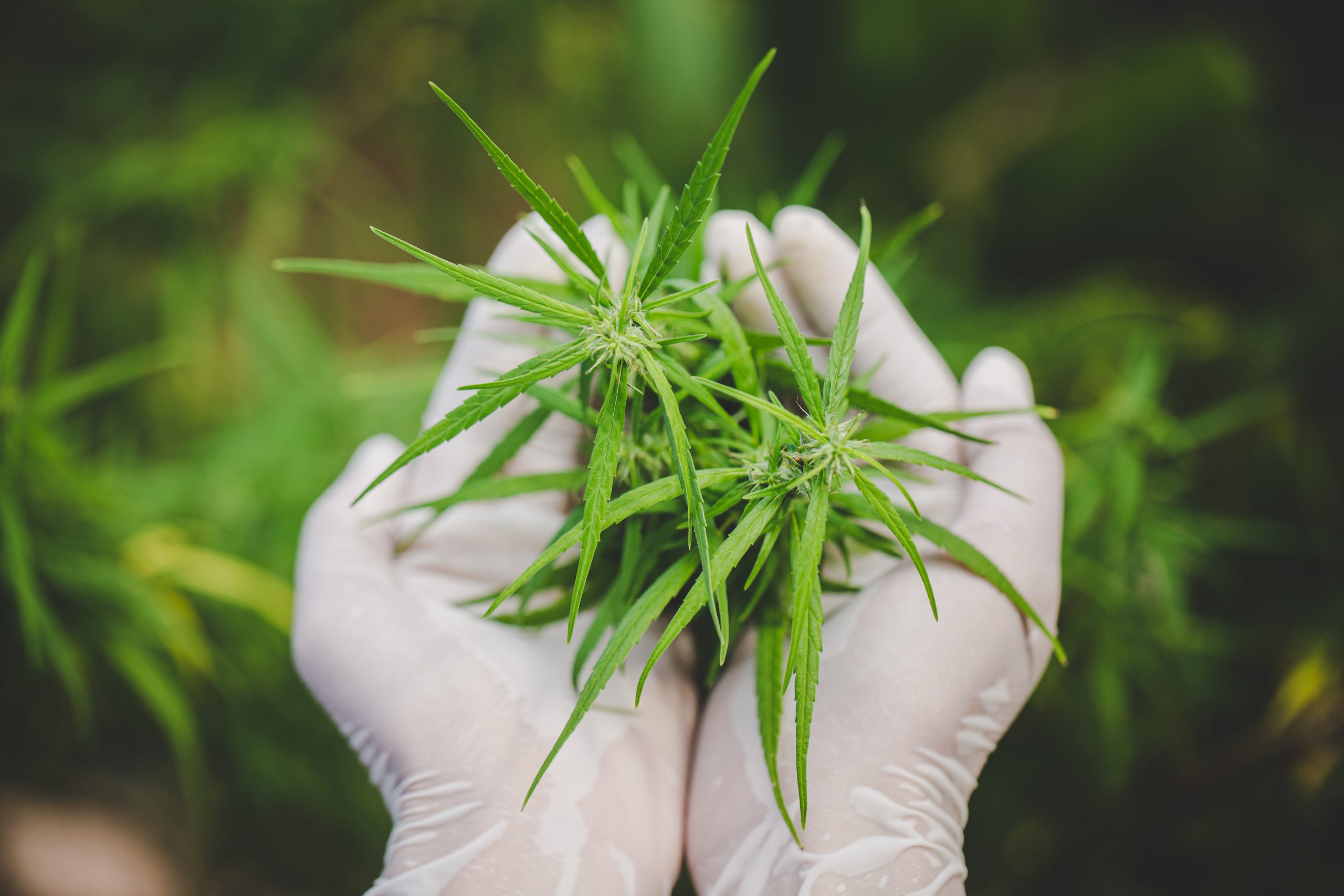 Here’s Everything You Need to Know About CBD Bioavailability