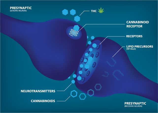 CBD and the Endogenous Cannabinoid System – Part 2