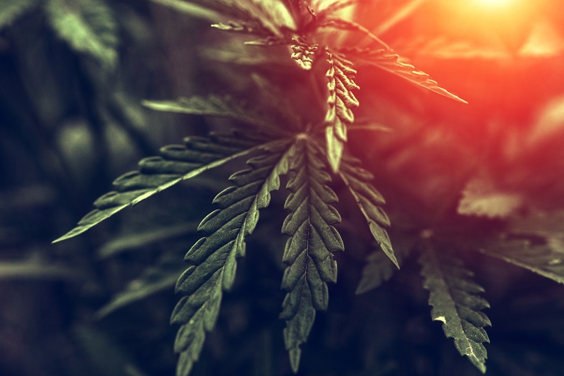 Cannabinoid Products Are the Future of Dermatology